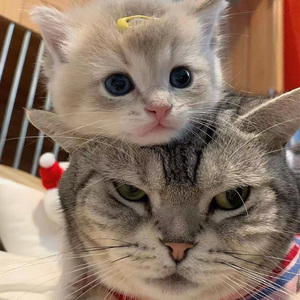 爱情岛永久地址www成人
